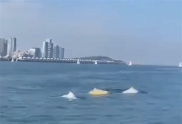 网友拍到厦门海域出现金色海豚 专家：或患有皮肤病导致