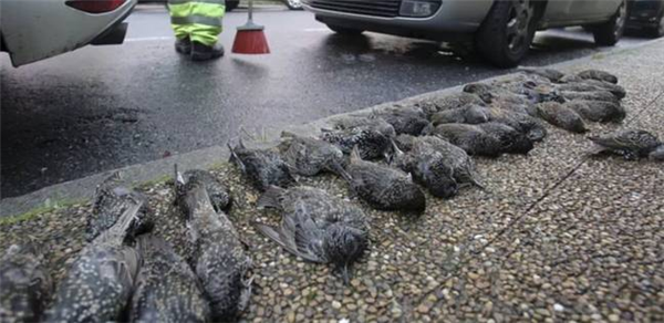 医院内数百只鸟尸体突然如下雨般从天而降：死亡原因不明