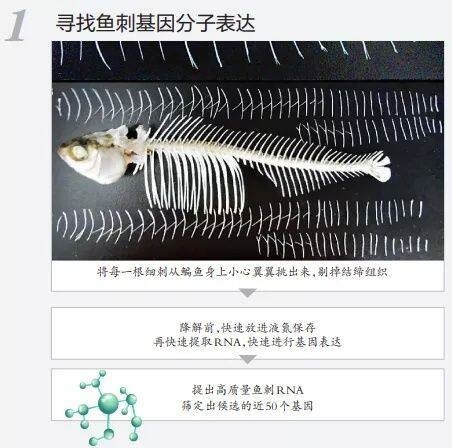 吃鱼不挑刺有望成为现实！华中农大团队找到控制鱼刺基因