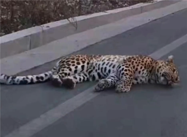 野生花豹躺公路中间引围观 警方：交通事故 豹子已自行离开