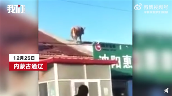 内蒙古一头牛跳上房顶奔跑 从车上直接跳上去：网友直呼这是要上天